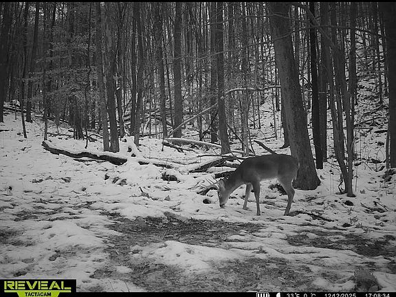5th image of 609 Ball Mountain Ln