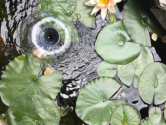 pond by the front door