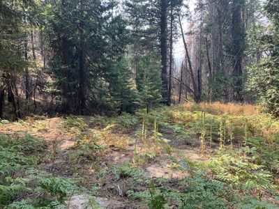 E County Line Rd, Lewiston, CA, 96052