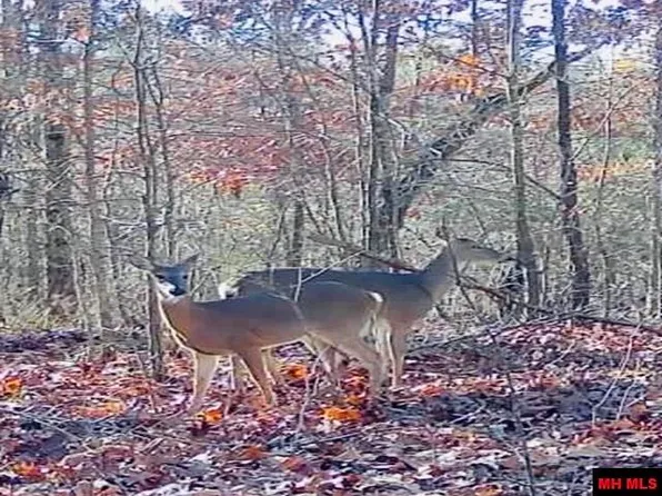 700 Little Buck Ln, Pyatt, AR 72672