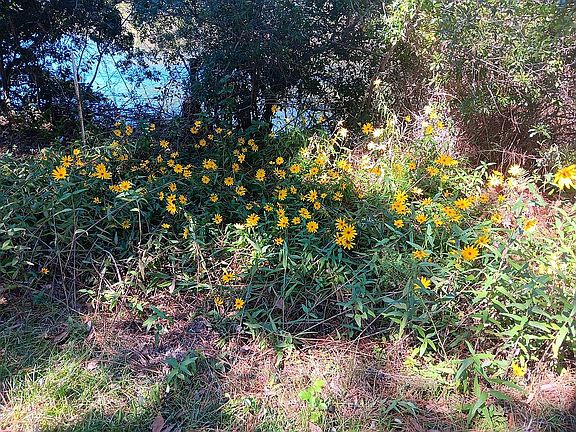 Native Swamp Sunflowers!