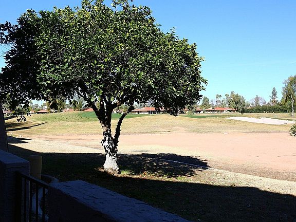 Orange Tree Off Patio