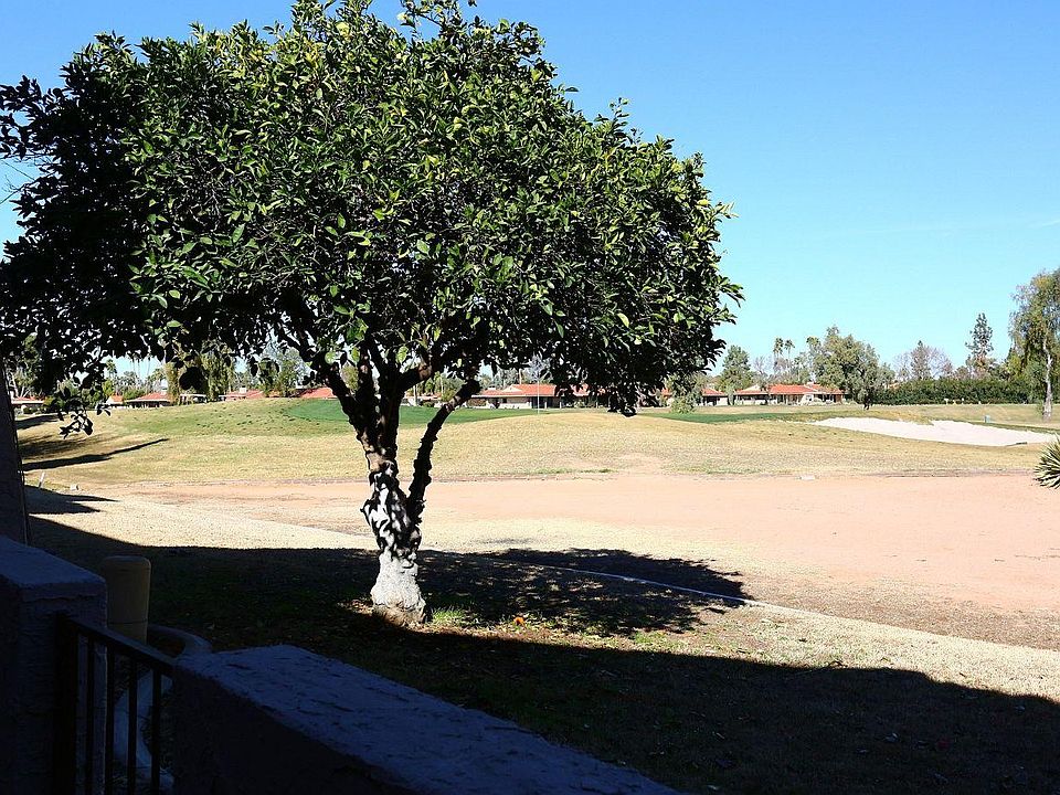 Orange Tree Off Patio