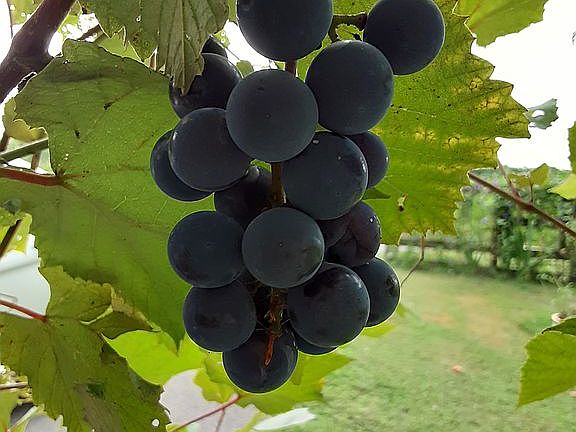 Concord grapes on the arbor.