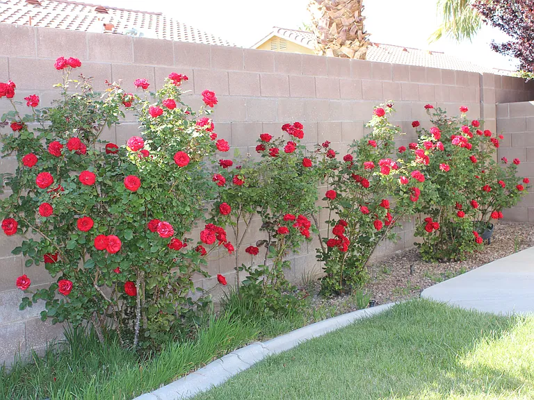 Roses along the side of the home. Great for display and gift giving.
