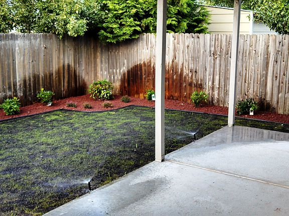 Backyard #2