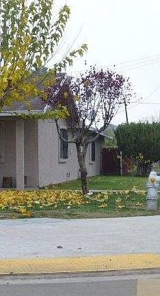 3rd image of 8603 9th St