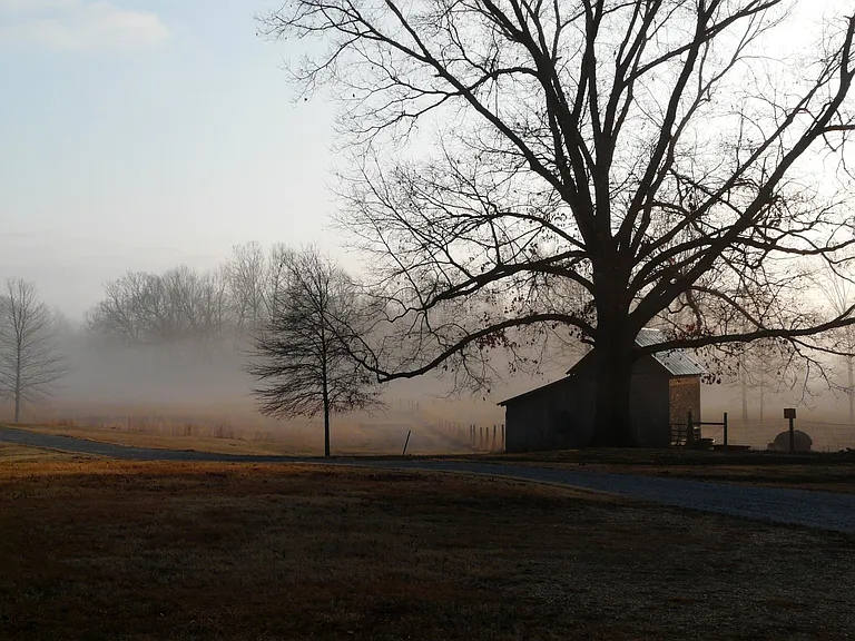Early morning fog in the Creek Bottom