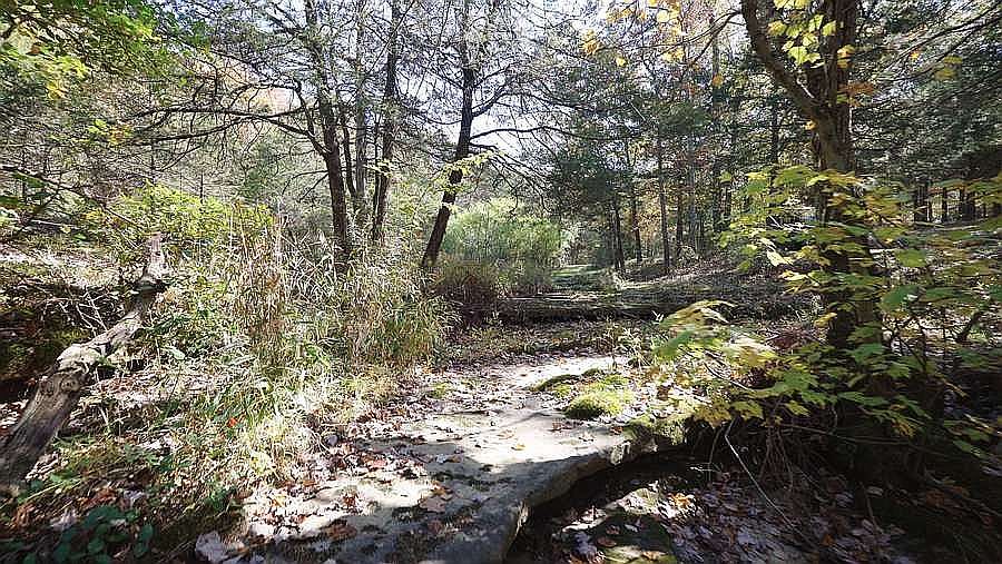 Creek with natural spring.