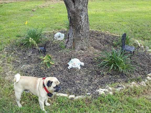 one of trees in front yard
