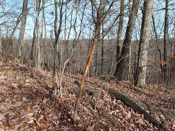 Fresh buck rub atop limestone bluff