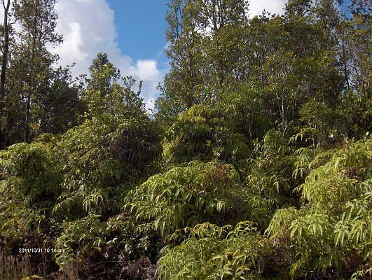3rd image of Plumeria St Lot 6608