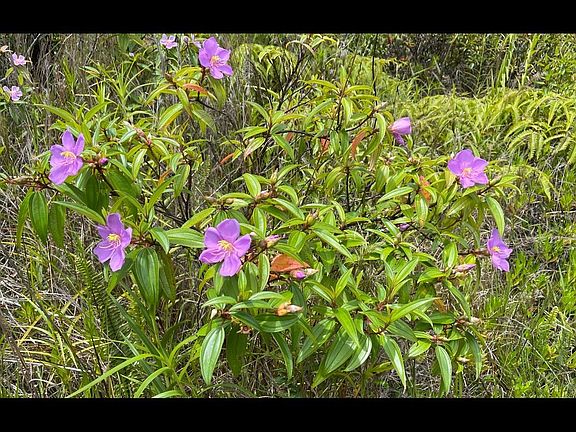 3rd image of Orchidland Dr Lot 44