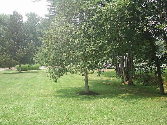 Front yard