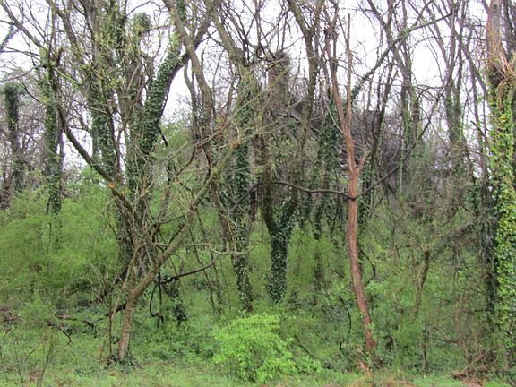 4th image of 5171 Starmount Rd