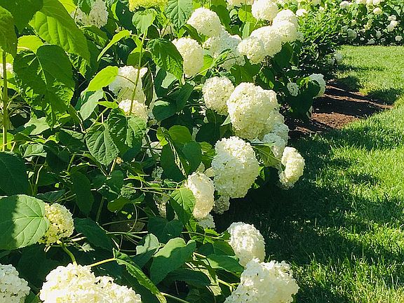Hydrangea & Roses of 2nd Lot