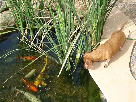 Koi Pond 