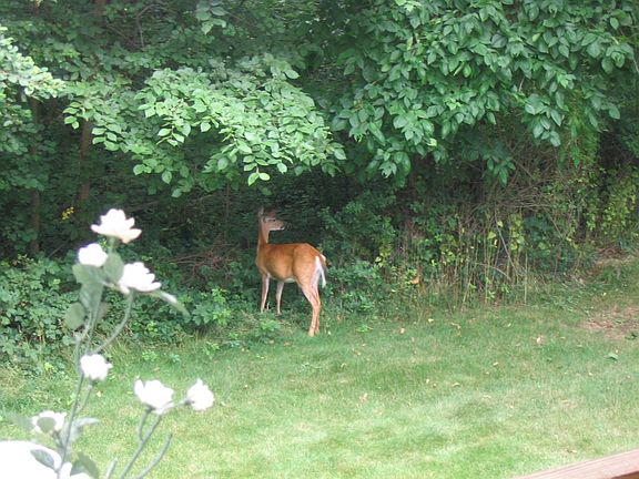 View of the green acre backyard from the balcony