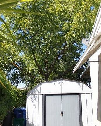 Storage & pecan tree