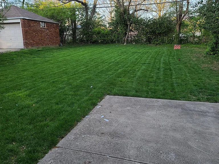 Back yard