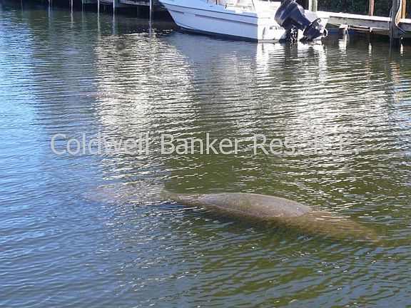 Manatee up close and personal