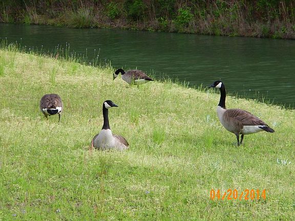Waterside geese rear of home