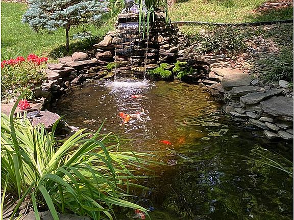 Koi Pond in early summer
