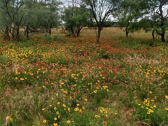 Flowers June 2, 2023