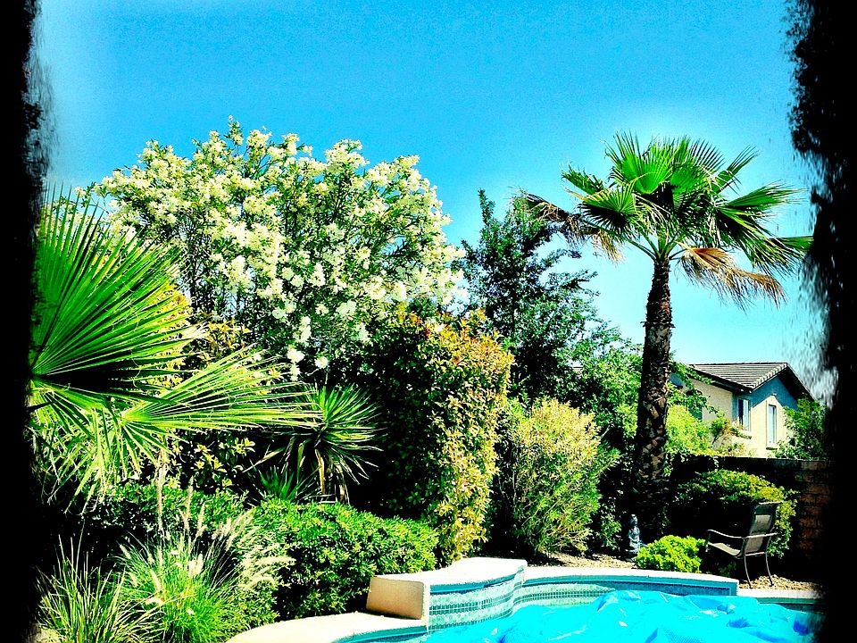 backyard oasis