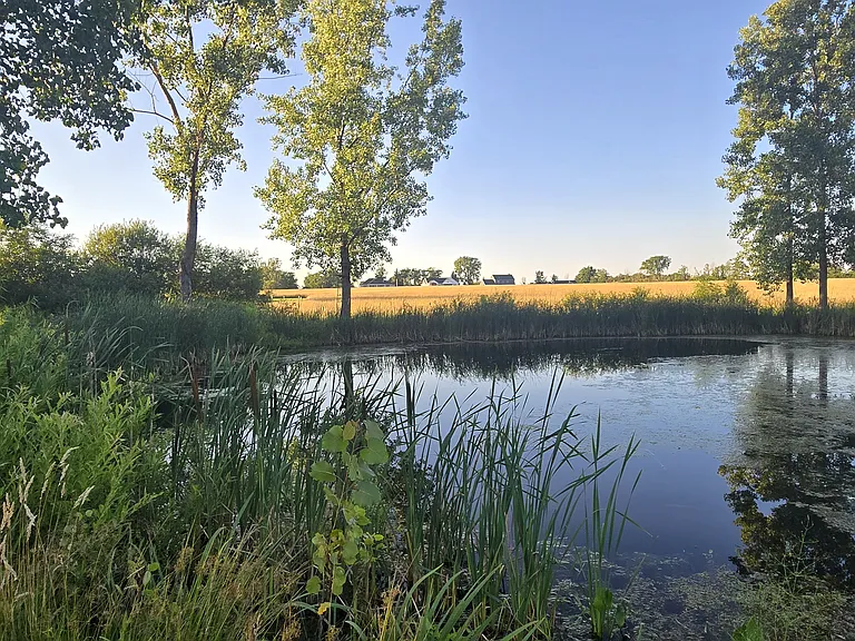 Pond