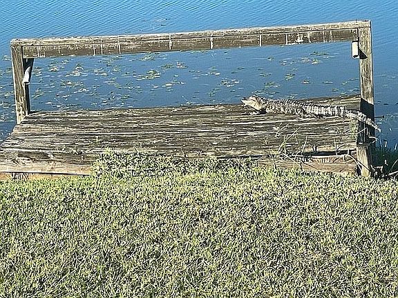 Dock (gone now) w/alligator