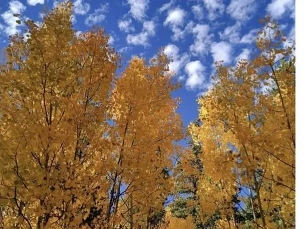 901 Bluestem Way, Fairplay, CO 80440