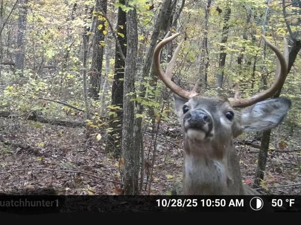 255 Unbreakable Rd, Marshall, AR 72650