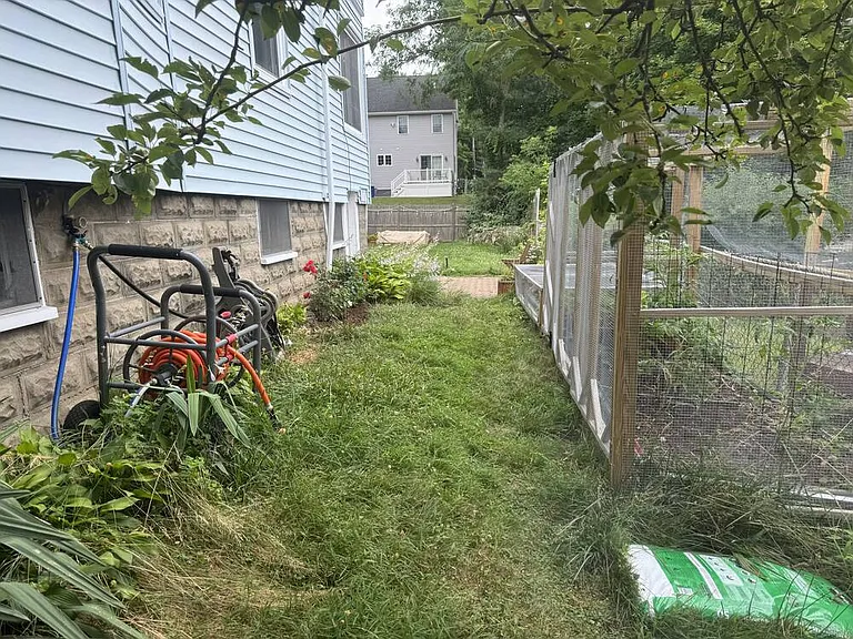 A view into the yard from under the pear tree.