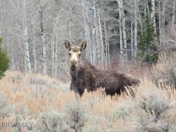 Camp Creek Rd, Butte, MT 59701