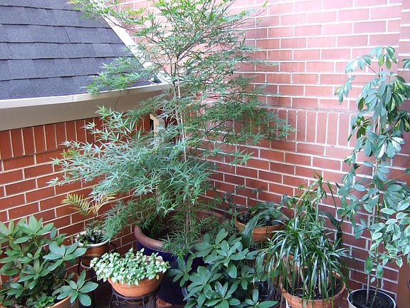 Lower Patio/deck