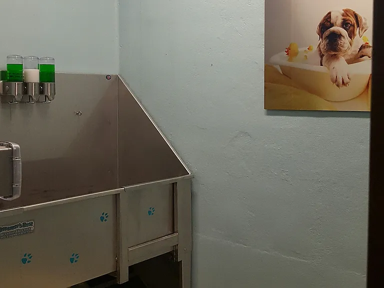 The Junction Dog Spa/Bath Area