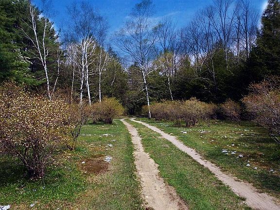 PINEHURST97.BLUEBERRYBUSHES.PHOTO#29