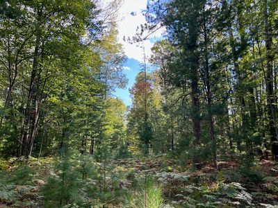 15149 Wildlife Trl, Wolverine, MI, 49799