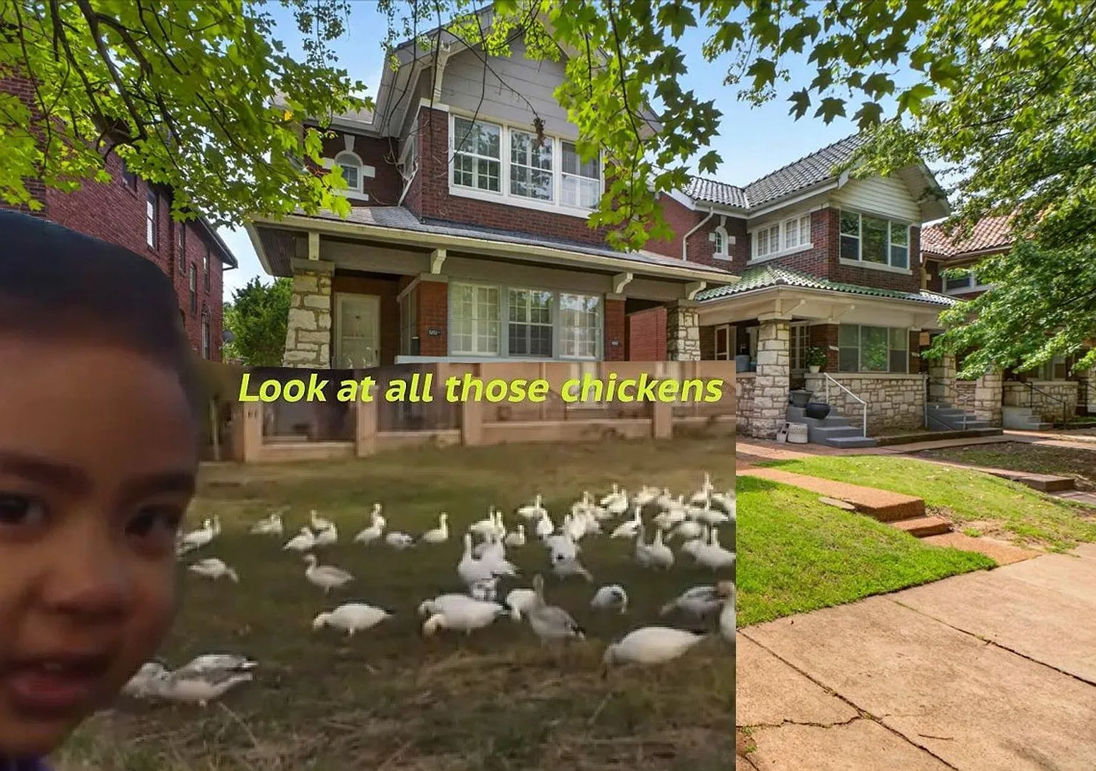 Look at All Those Chickens — Photo 2