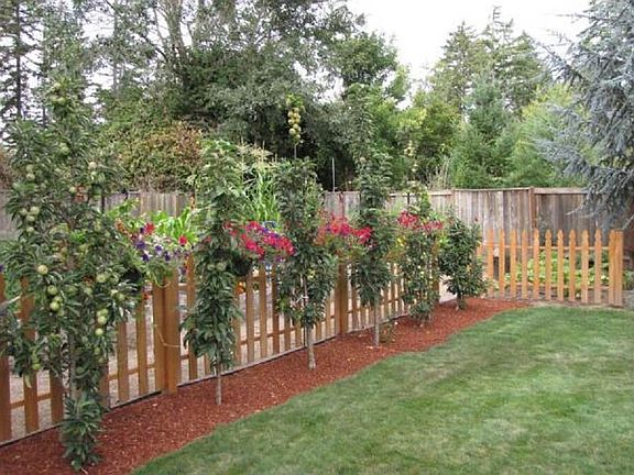 Fenced garden area