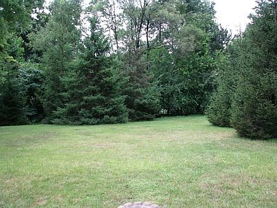 Private Backyard Pine Trees