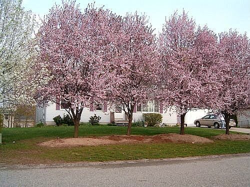1st image of 11352 Rosewood Ave