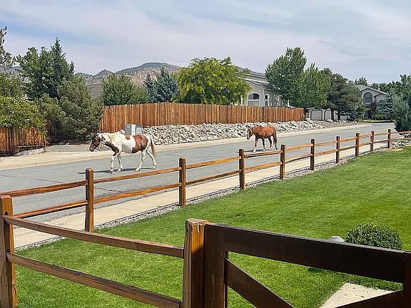 Front Yard View with occasional visitors :)