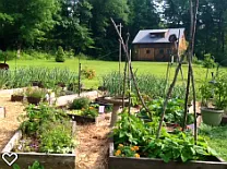 Beautiful garden...
Perennials, vegetables.
Potatoes, pumpkins, squash and gourds ready to harvest in September/October