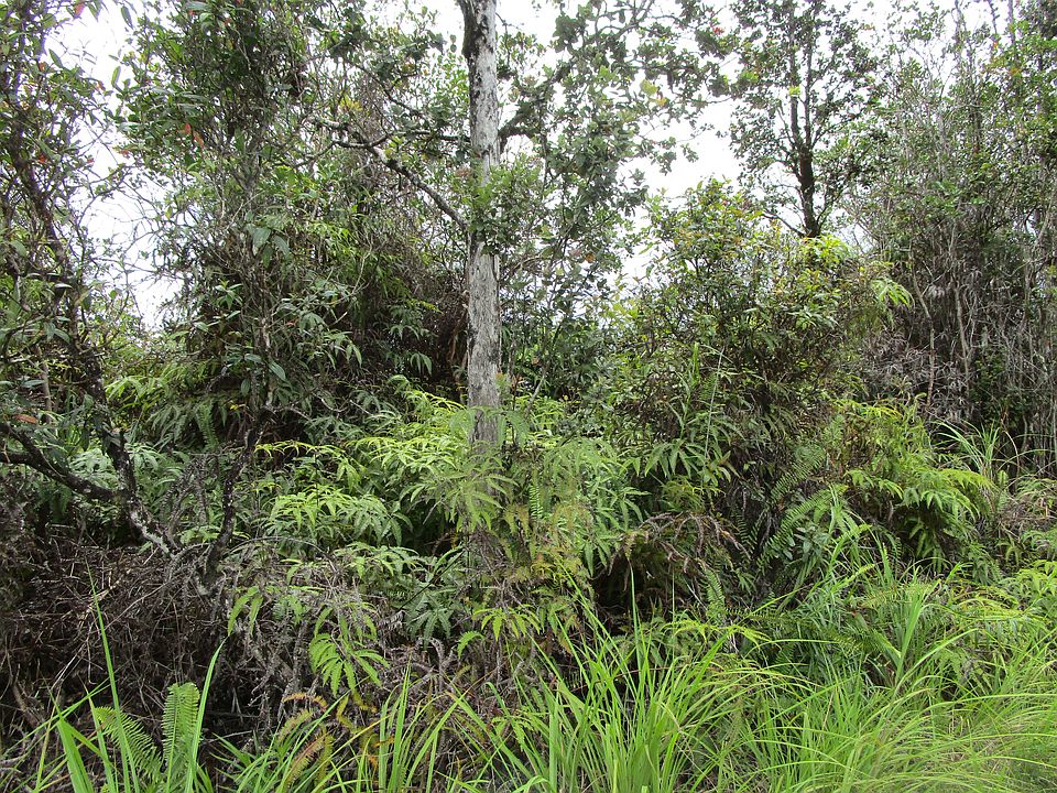 2nd image of Road 7 Opeapea Lot 4519