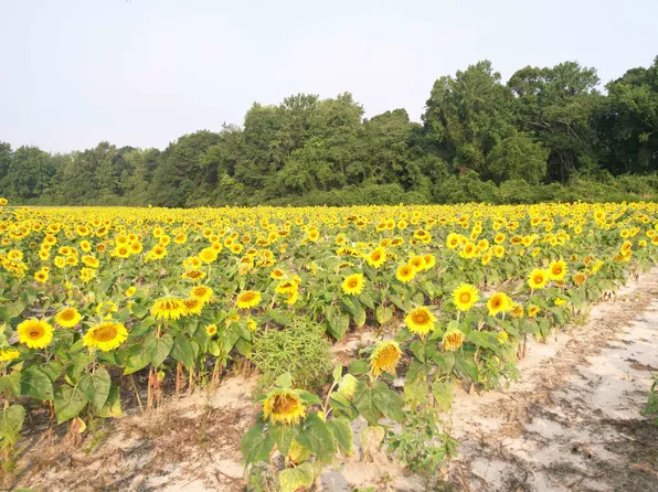 17.74 Acres - S Deerfield Rd. Lot 9, Johnsonville, SC 29555