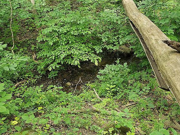 Creek on Property