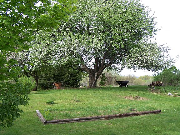 Apple Tree in back yard