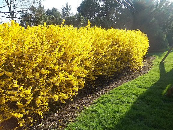 Spring at 2618 Beechwood